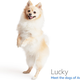 Image for article titled Amazon's Error Dogs, Ranked
